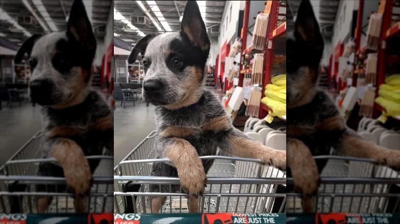 People are sharing pictures of dogs in shopping carts and we're soooo here for it