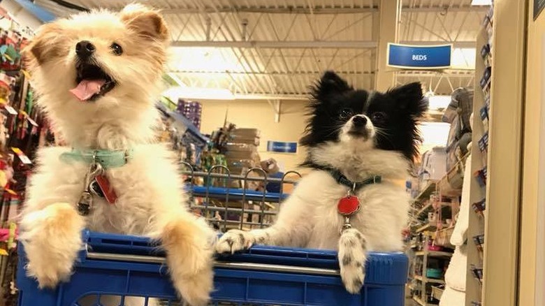 People are sharing pictures of dogs in shopping carts and we're soooo here for it