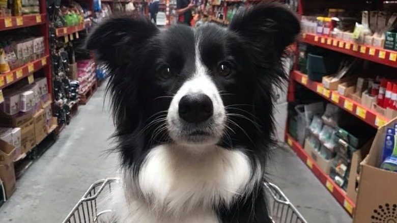 People are sharing pictures of dogs in shopping carts and we're soooo here for it