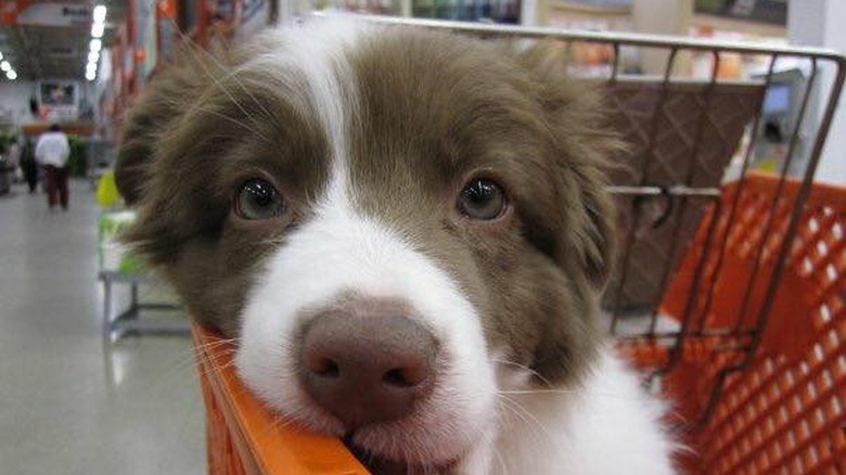 People are sharing pictures of dogs in shopping carts and we're soooo here for it