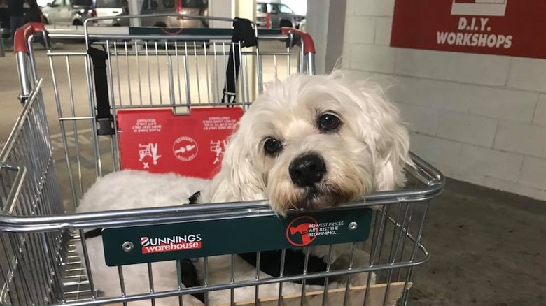 People are sharing pictures of dogs in shopping carts and we're soooo here for it