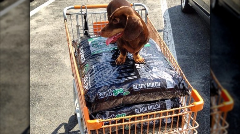 People are sharing pictures of dogs in shopping carts and we're soooo here for it