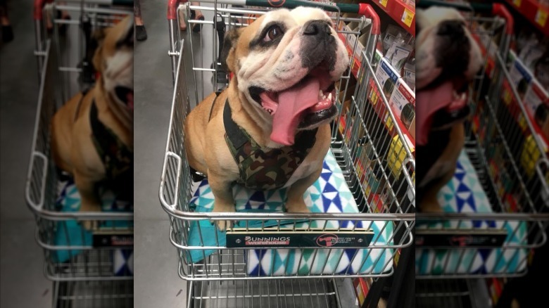 People are sharing pictures of dogs in shopping carts and we're soooo here for it