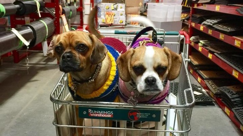 People are sharing pictures of dogs in shopping carts and we're soooo here for it
