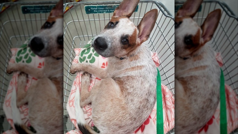 People are sharing pictures of dogs in shopping carts and we're soooo here for it