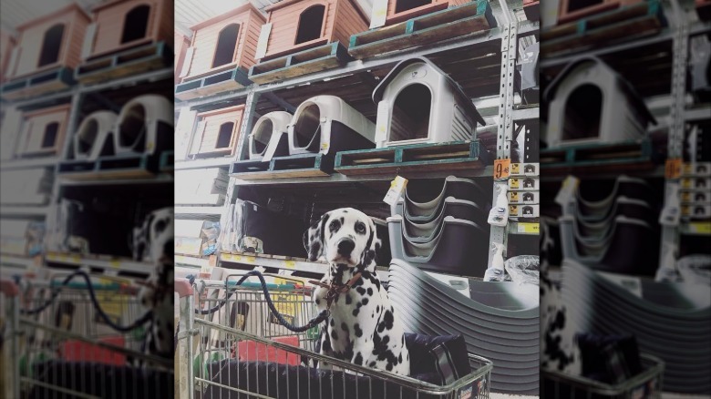 People are sharing pictures of dogs in shopping carts and we're soooo here for it