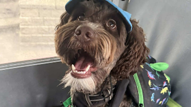 A doggy daycare dog on a bus wearing a backpack on TikTok.