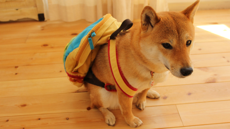 A cute dog wearing a cute backpack ready to go.