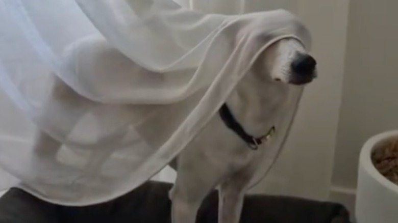 White dog stares from behind translucent white curtain.