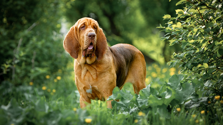 Bloodhound standing calmly along foliage