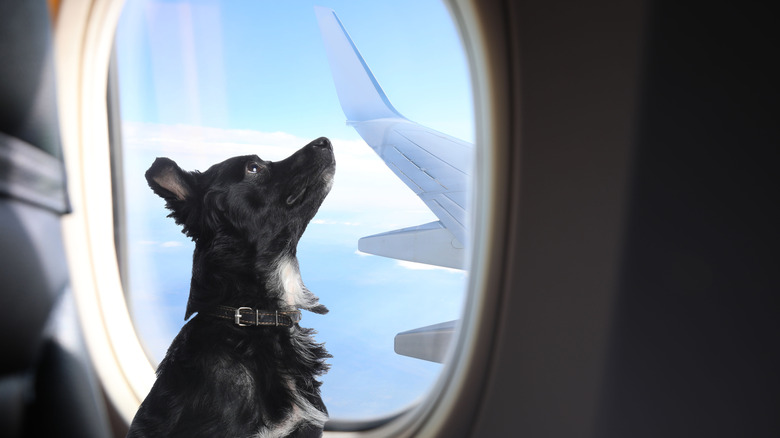 A little dog looking out of an airplane window.