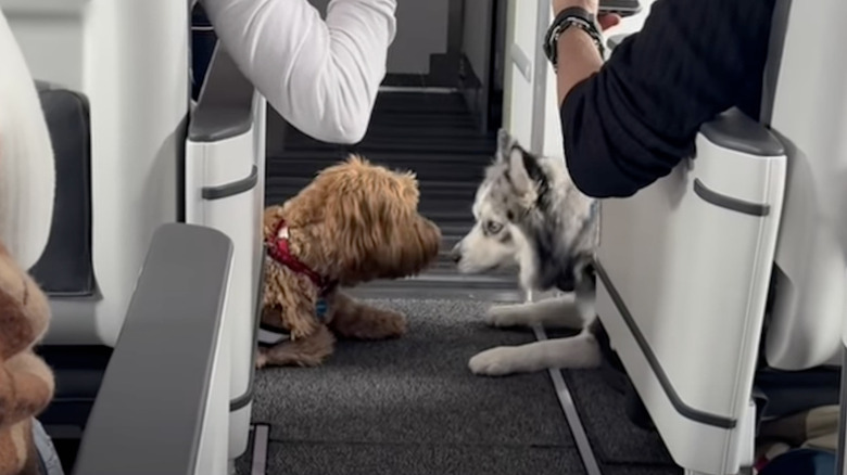Two dogs seated next to each other on a plane.