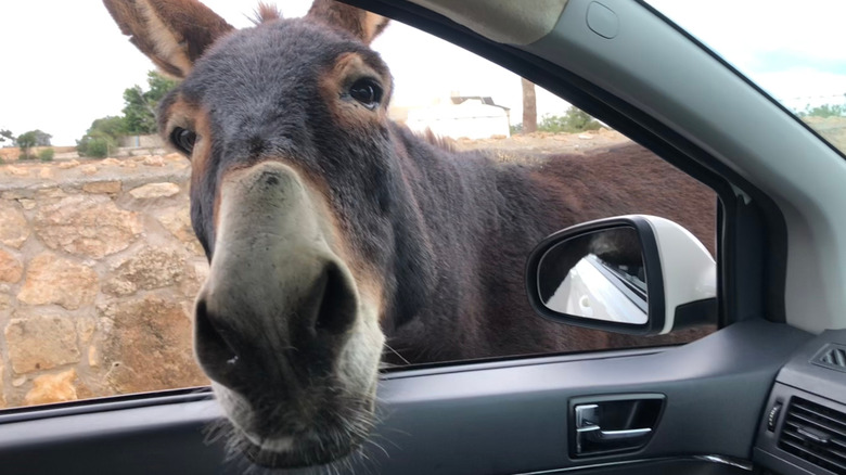Donkey with head peeking into a car.