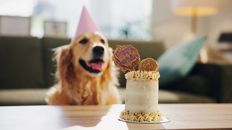 A golden retriever celebrates a birthday.