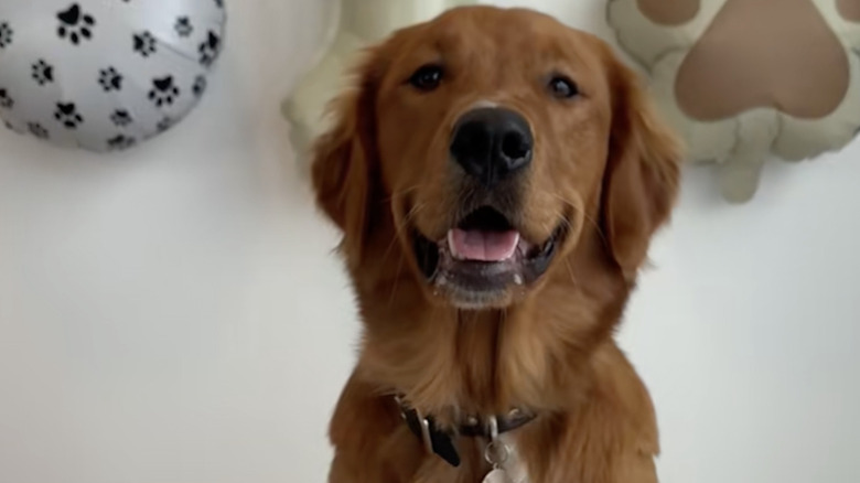 Spencer the golden retriever on TikTok celebrated turning one.