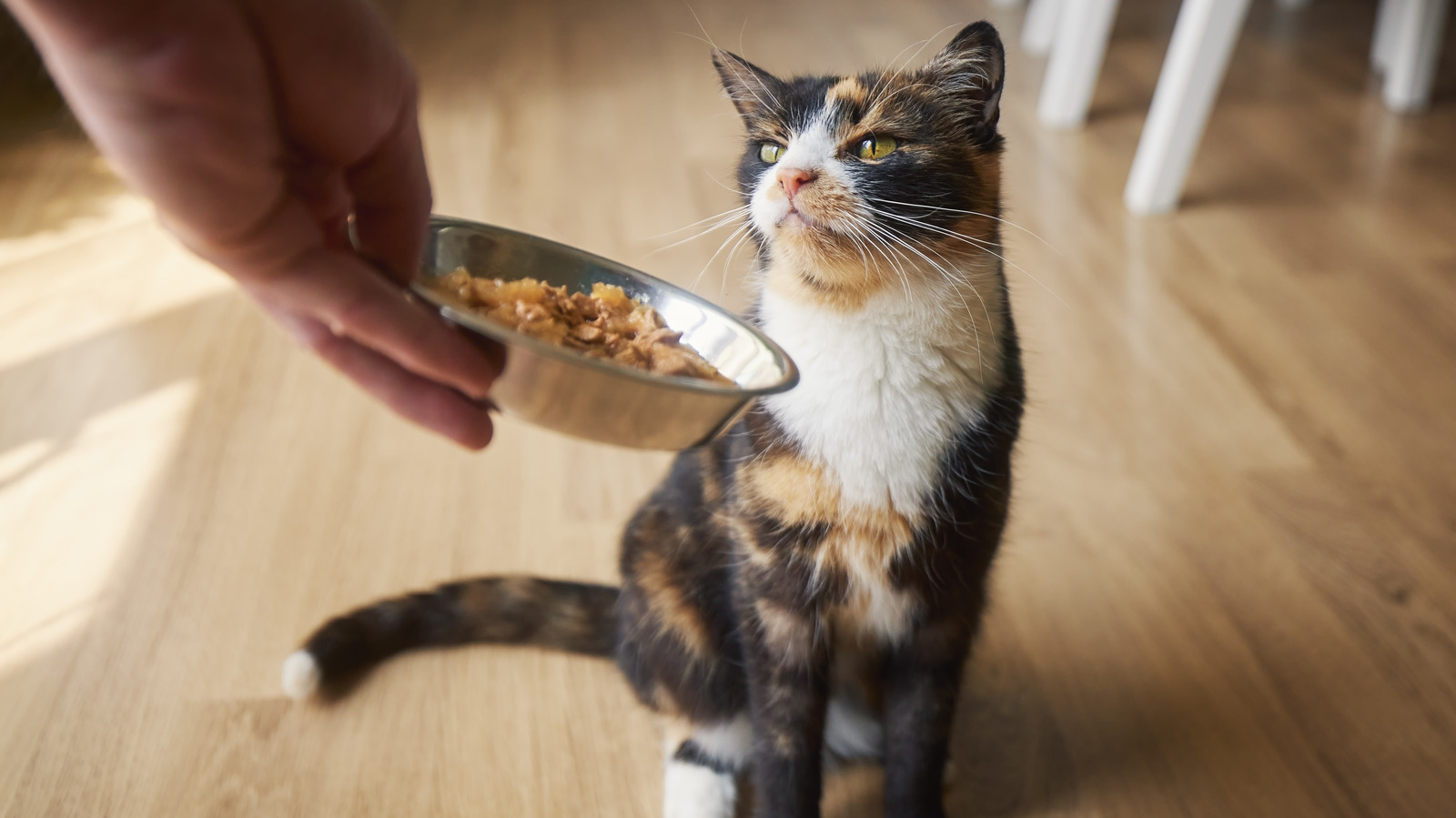 Don't Give Cats These 5 Foods Or You'll Regret It