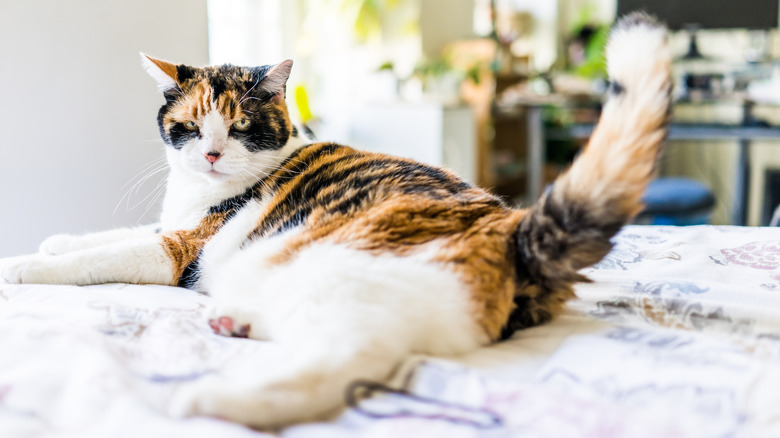 Angry calico cat on bed, thrashing its tail
