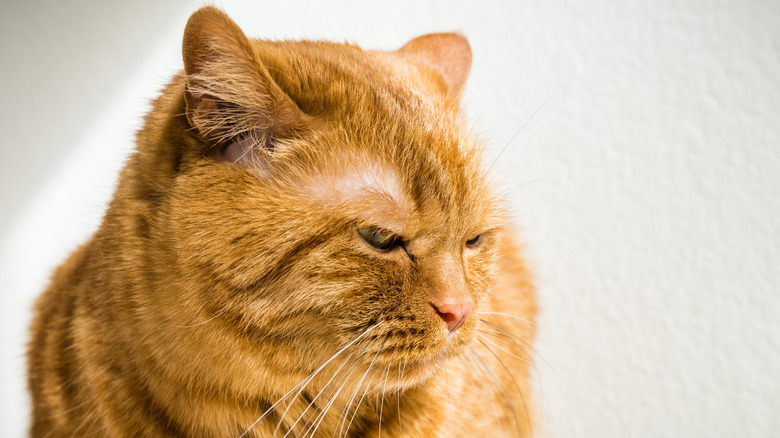 Orange tabby cat with annoyed ears