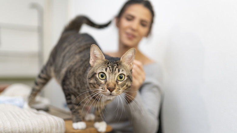 Woman in blurred background petting wide-eyed cat in foreground