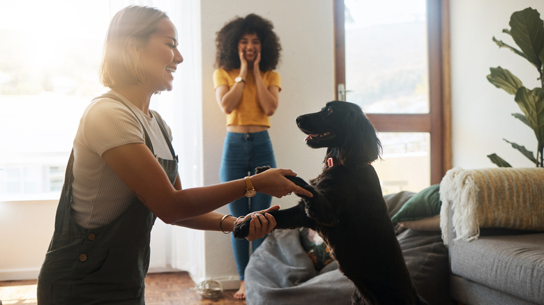 A black dog stands on back legs to dance with a person in the living room.