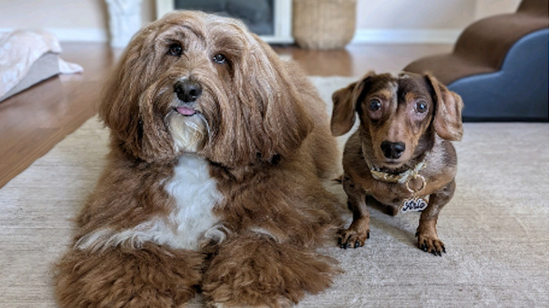 Gryffin the fluffy Australian labradoodle from TIkTok lays next to smaller dachshund brother at home.