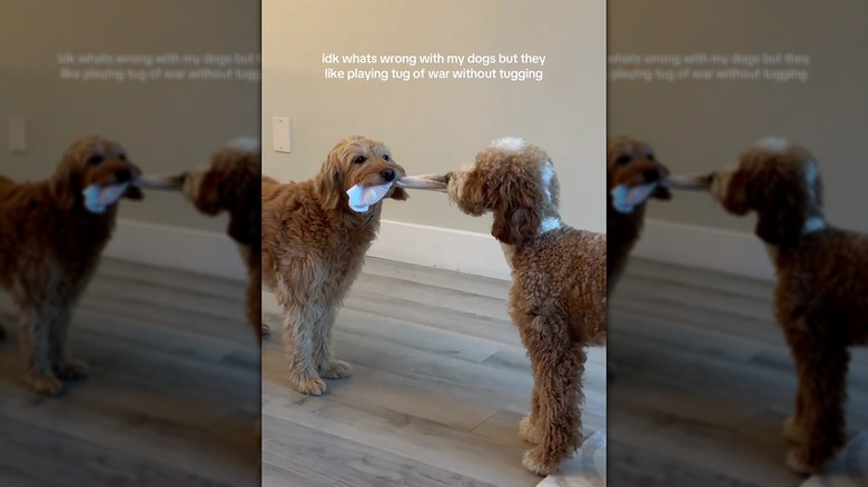 Two doodle dogs playing tug-of-war without actually tugging