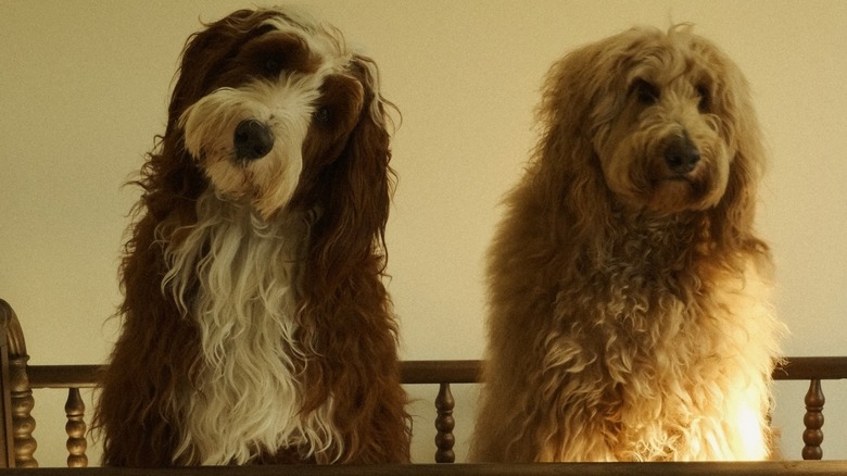 Doodle dogs Bagel and Lox posing for a photo