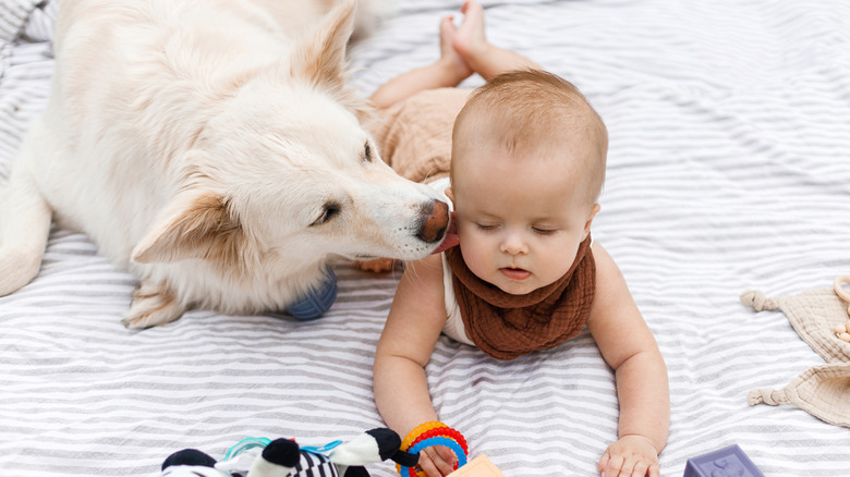 A dog and a baby play together.