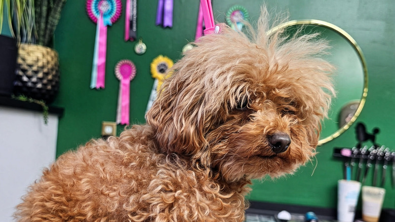 Shaggy-looking doodle dog named Fendi