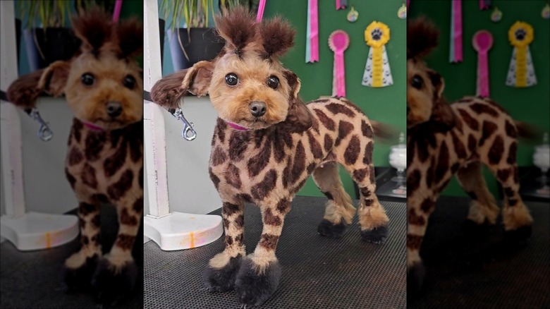 Doodle dog groomed, trimmed, and dyed to look like a miniature giraffe