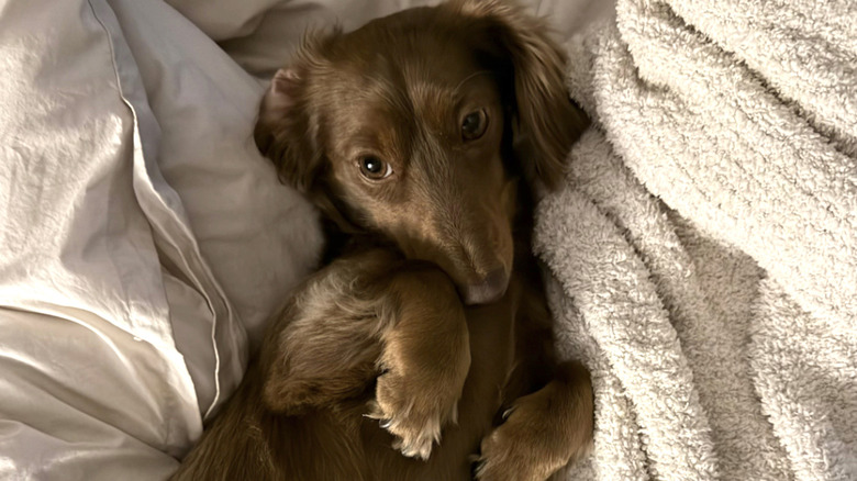 A sweet dachshund on TikTok loves to stay in bed.