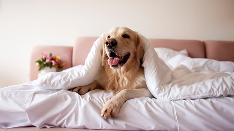 A golden retriever under the covers in bed.