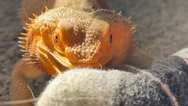 Bearded dragon attempts to bite a sock.