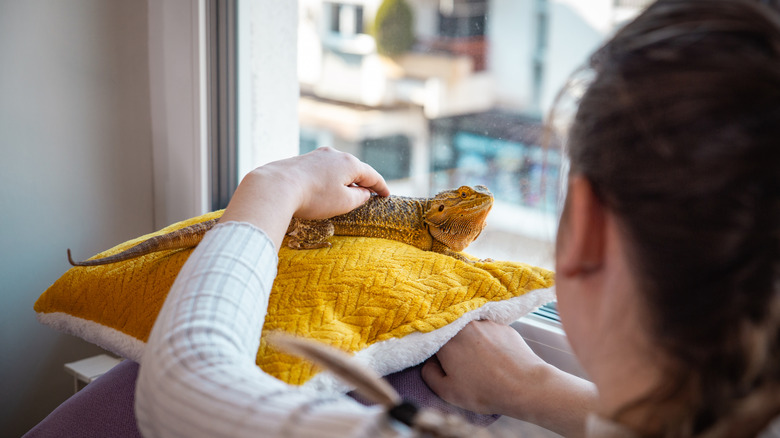 Close up of a young woman petting the reptile at the window of her apartment.