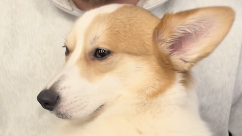 Moose the corgi from TikTok has a dramatic yawn.