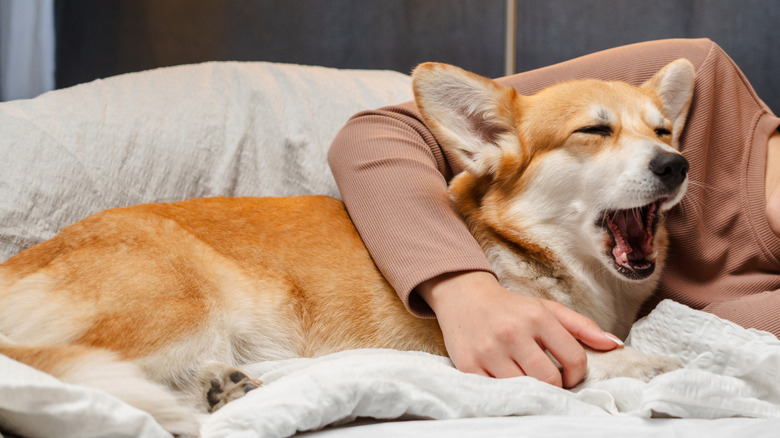 A corgi yawning while laying down in bed with a woman.