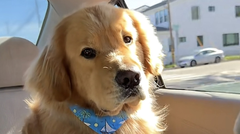 Zebby the golden retriever from TikTok after the groomer.