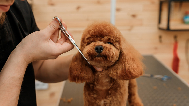 A fluffy dog at the groomer gets a trim.