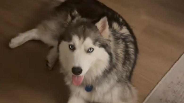 Husky staring up at camera