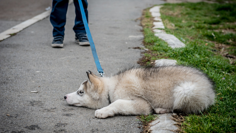 Stubborn husky puppy lying on the ground, refusing to get up.