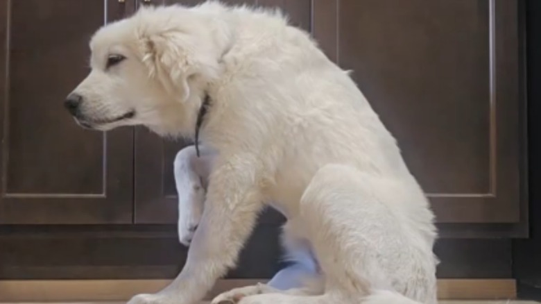 Great Pyrenees sprawled out asleep on a patio chair.