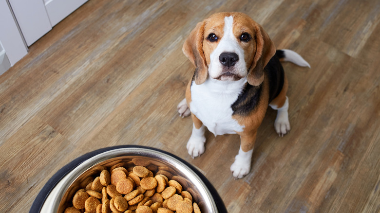 Hungry beagle staring up at bowl full of dry dog food