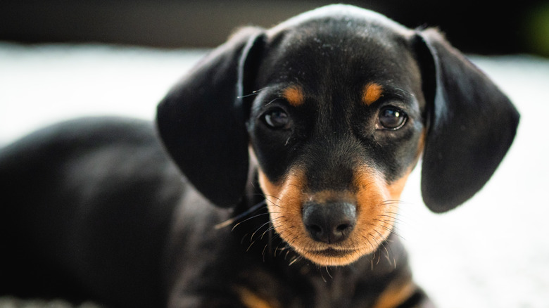 A mini dachshund looking at the camera.