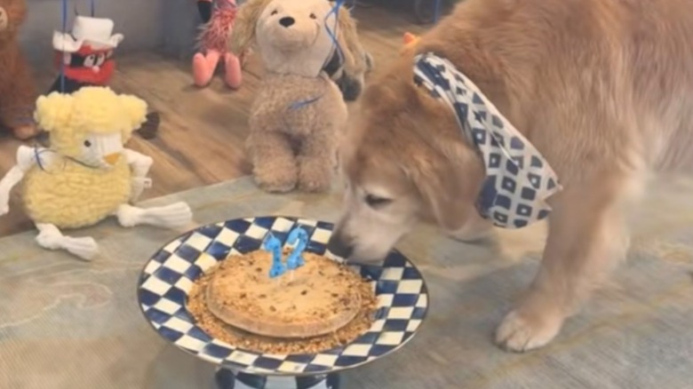 A senior golden retriever sniffing a birthday cake placed next to stuffed animals and balloons.