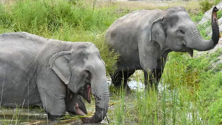 Senior elephants Alicia and Malai enjoying the muddy outdoors.