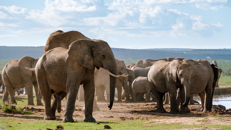 A herd of elephants enjoys the serene environment of Addo Elephant Park, South Africa.