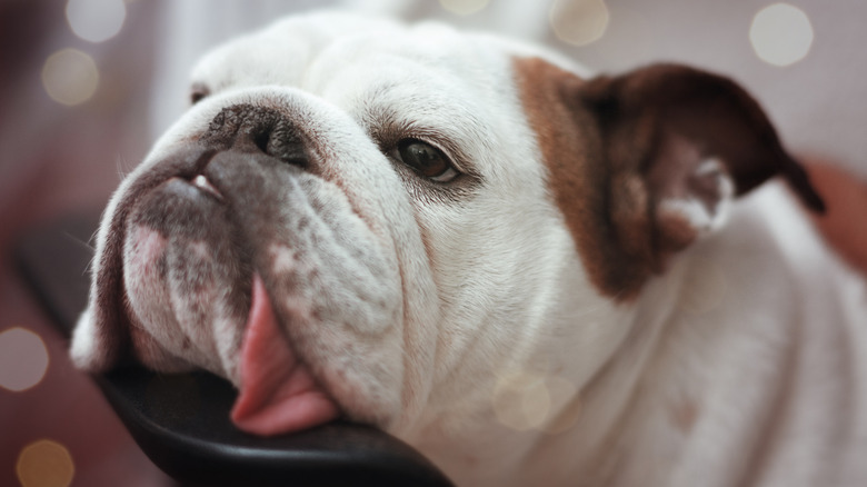 English bulldog resting its head with tongue out.