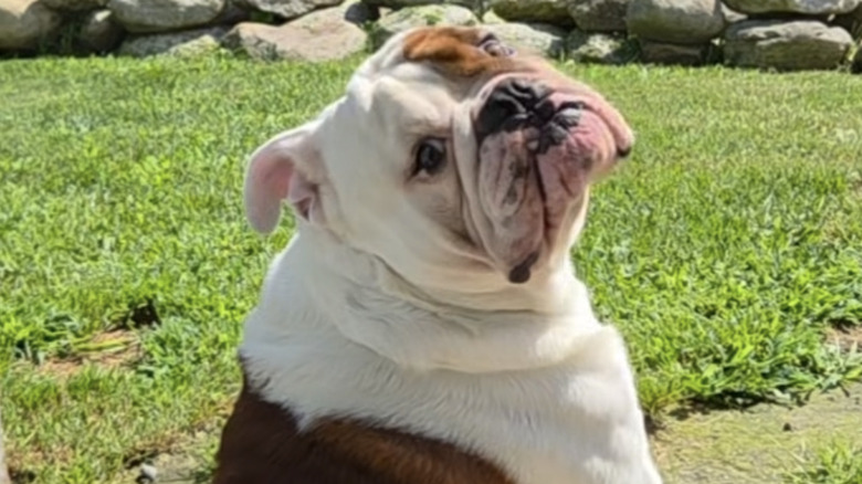 An English bulldog named Petey sits outside on Facebook.