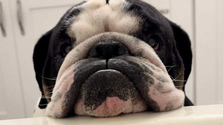 An English bulldog named Winston from TikTok hangs out on the side of the tub.
