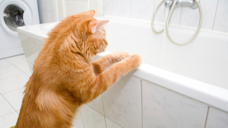 Cat on edge of tub looking in.